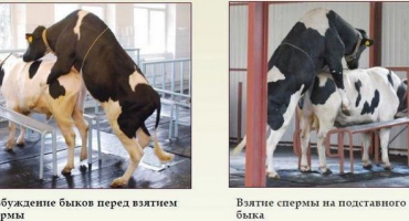 Pravidla pro odběr spermatu od býka a jak hodnotit kvalitu spermatu, podmínky skladování